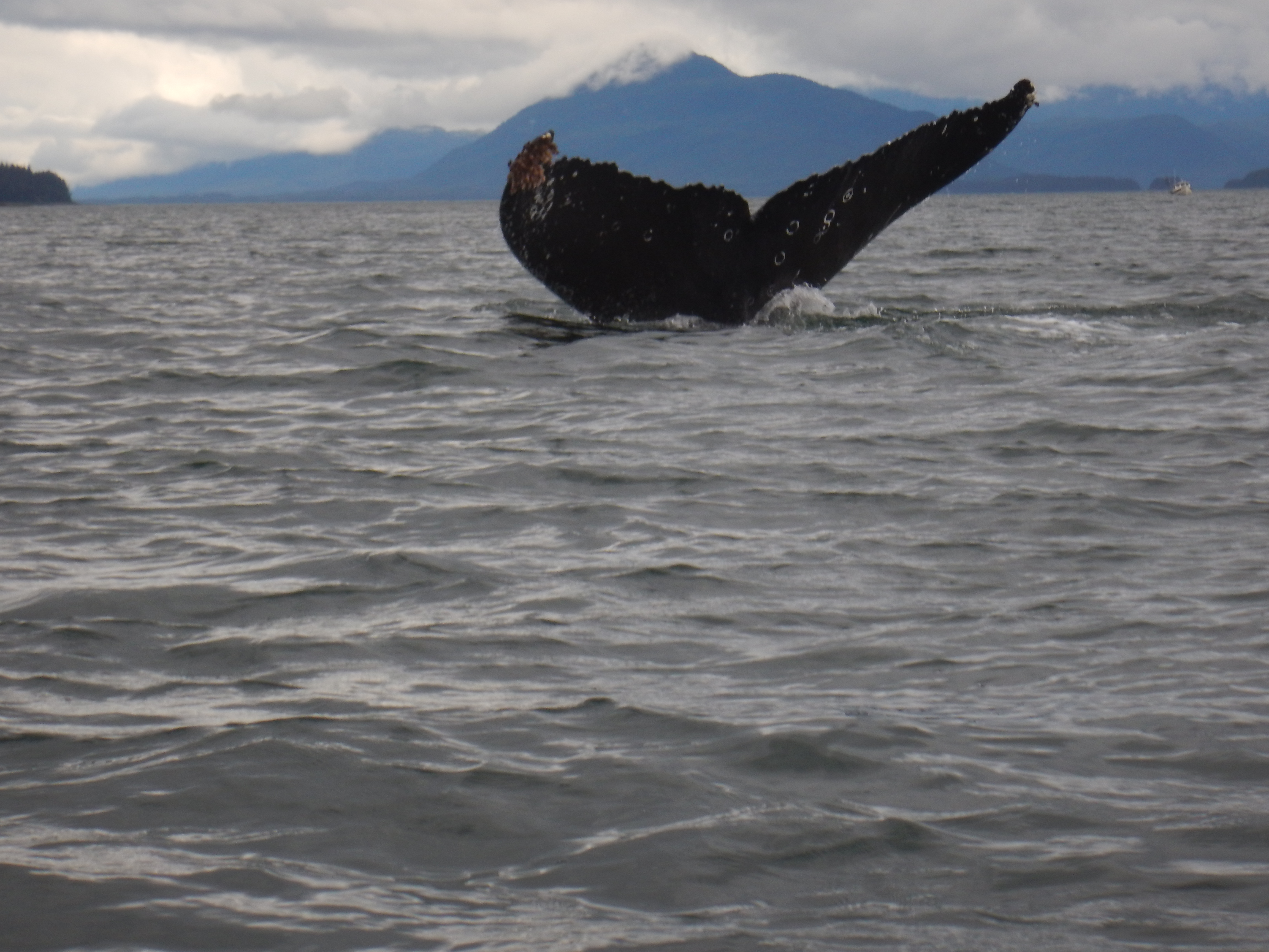 Whale ahead 3